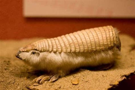 truncated armadillo animal.